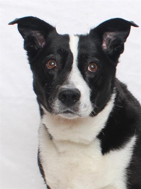 adoptable Dog in Burbank, CA named BELLA