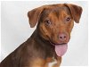 adoptable Dog in burbank, CA named *JASMINE