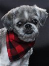 adoptable Dog in burbank, CA named BOBBY