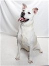 adoptable Dog in burbank, CA named VIN