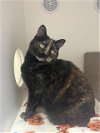adoptable Cat in burbank, CA named *LIBBY