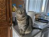 adoptable Cat in burbank, CA named SINGTHO