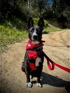 adoptable Dog in burbank, CA named *OLIVE