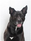 adoptable Dog in burbank, CA named PEPPER