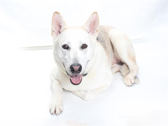 adoptable Dog in Burbank, CA named *BANJO