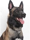 adoptable Dog in burbank, CA named *ZEUS III