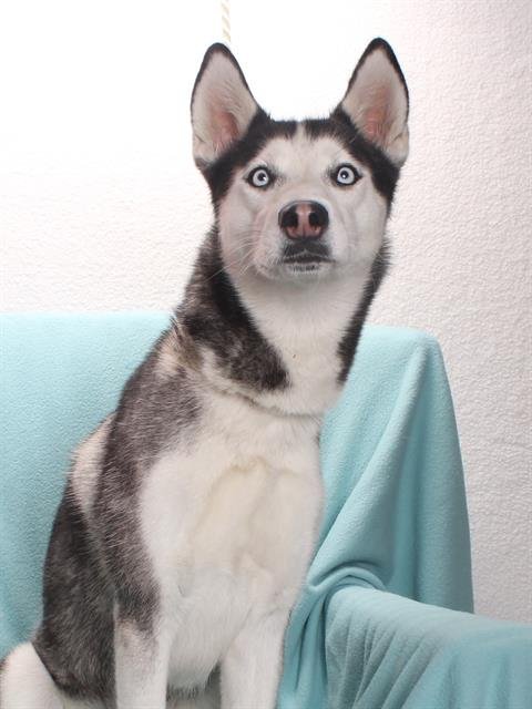 adoptable Dog in Burbank, CA named *GRACIE