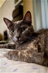 adoptable Cat in burbank, CA named *SPARROW