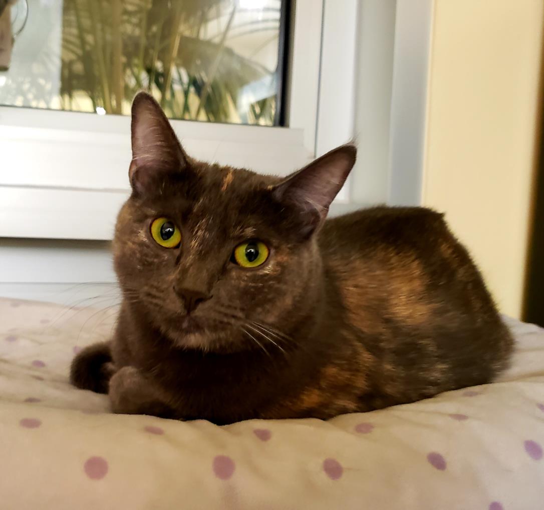 adoptable Cat in Burbank, CA named *SPARROW