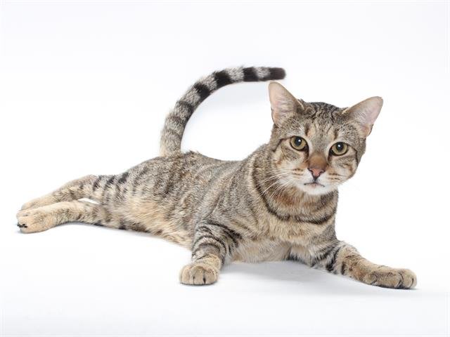 adoptable Cat in Burbank, CA named *ROMEO