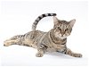 adoptable Cat in burbank, CA named *ROMEO