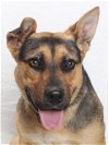 adoptable Dog in burbank, CA named *RUBY