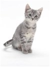 adoptable Cat in burbank, CA named *MACY GRAY