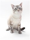 adoptable Cat in burbank, CA named *ROMAN