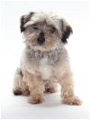 adoptable Dog in burbank, CA named A122461