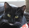 adoptable Cat in burbank, CA named PORSCHE