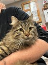 adoptable Cat in  named A123155
