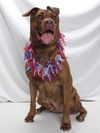 adoptable Dog in  named *BERTHA