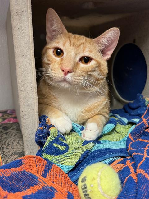 adoptable Cat in Burbank, CA named *OZZY