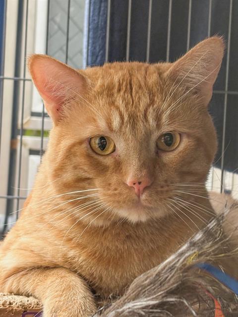 adoptable Cat in Burbank, CA named *DANNY BOY