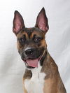 adoptable Dog in  named *ALI