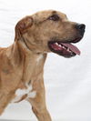 adoptable Dog in  named *LANA