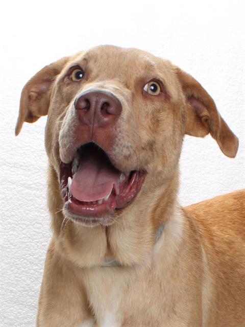 adoptable Dog in Burbank, CA named *LINCOLN