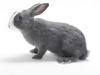 adoptable Rabbit in Burbank, CA named *WOODY