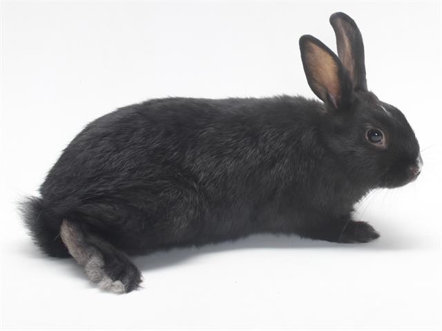 adoptable Rabbit in Burbank, CA named *JESSIE