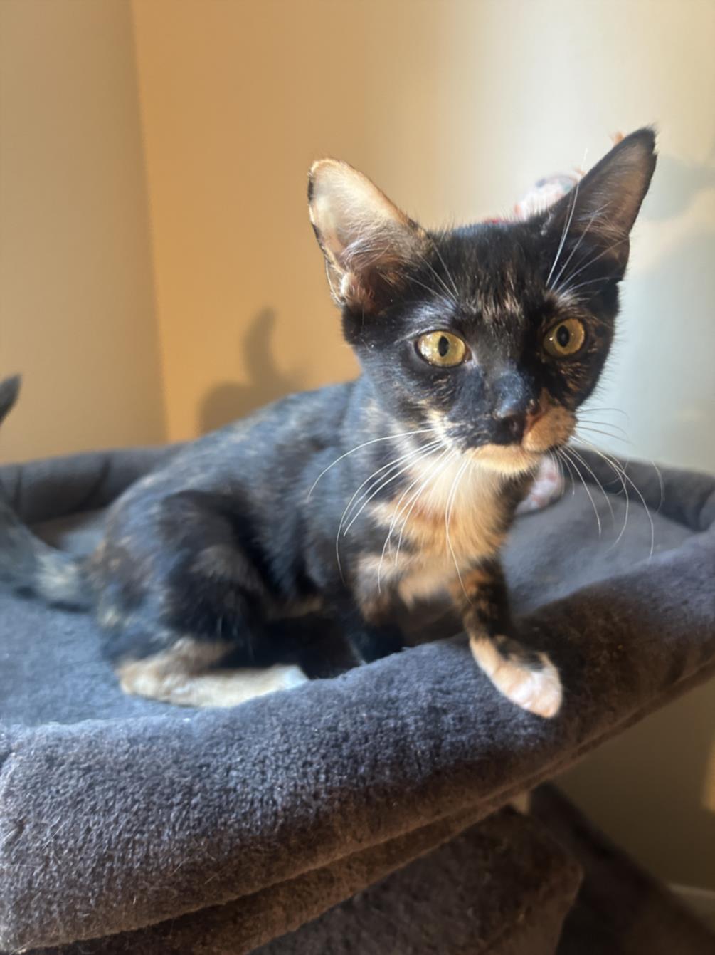 adoptable Cat in Burbank, CA named *IZZIE