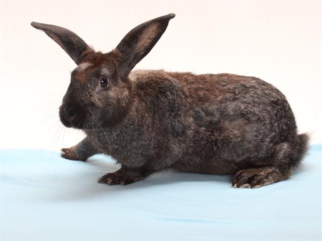 adoptable Rabbit in Burbank, CA named A125475