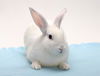 adoptable Rabbit in Burbank, CA named A125478