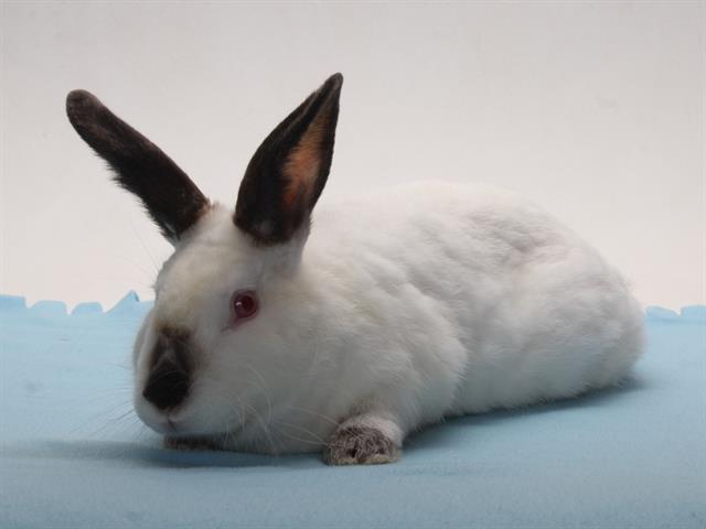 adoptable Rabbit in Burbank, CA named A125479