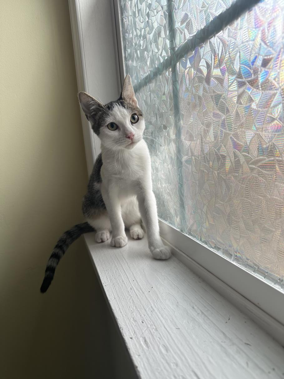 adoptable Cat in Burbank, CA named *COOPER