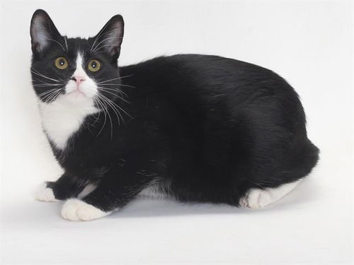 picture of the cat needing adoption