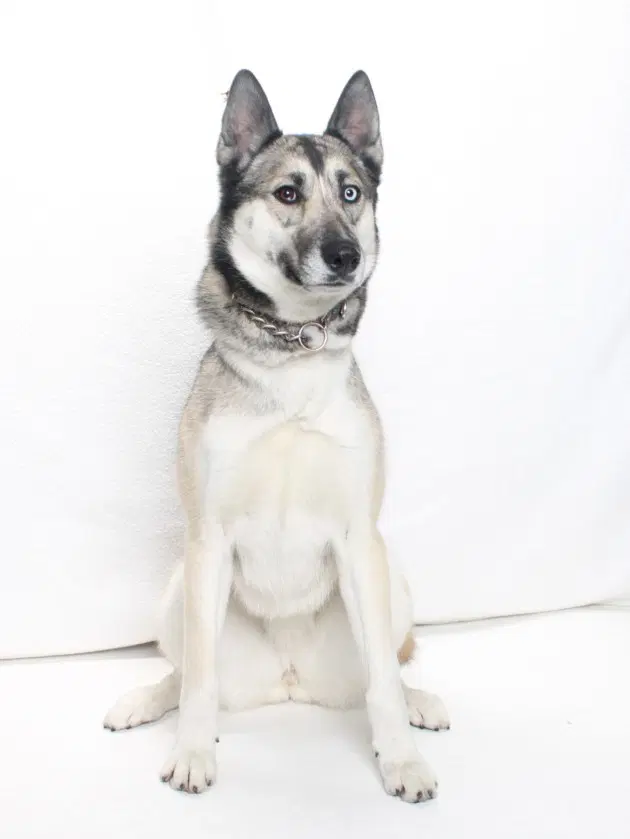 Boots - German Shepherd Dog