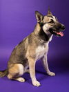 adoptable Dog in  named *BOOTS