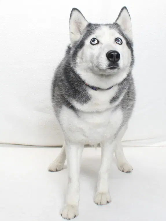 Sneakers - Husky