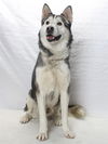 adoptable Dog in  named *KANOOK