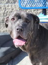 adoptable Dog in  named MOWGLI