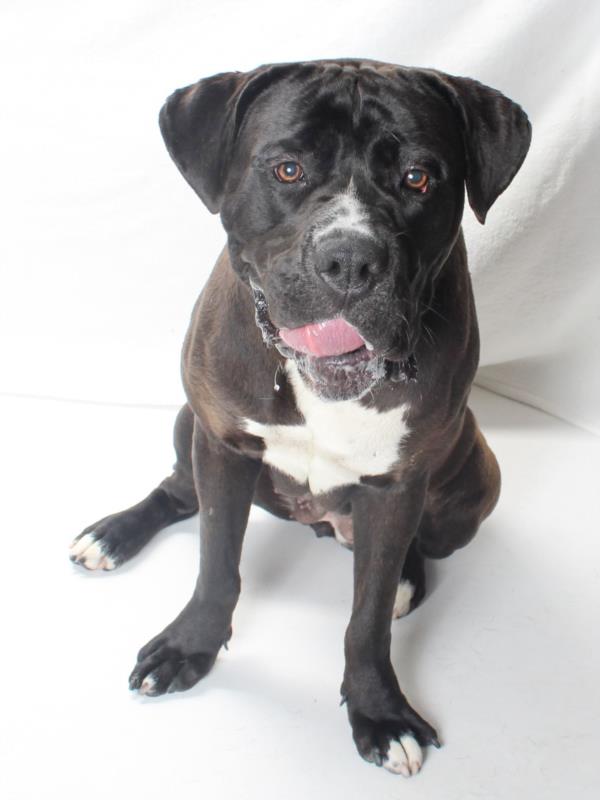 adoptable Dog in Burbank, CA named MAYLA