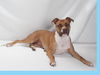 adoptable Dog in burbank, CA named PRINCESS