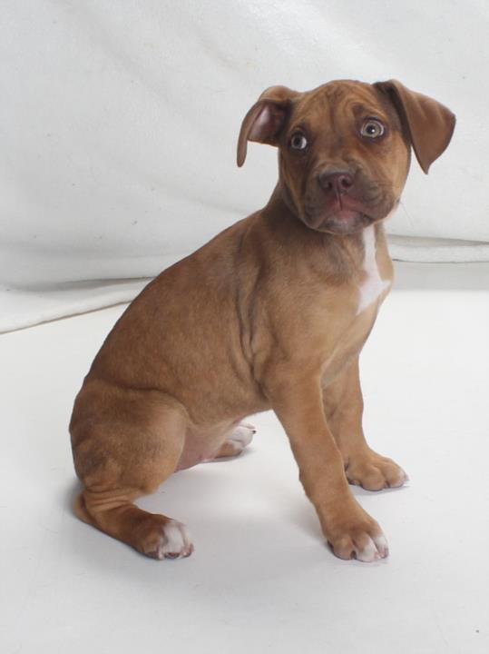 adoptable Dog in Burbank, CA named *PEA