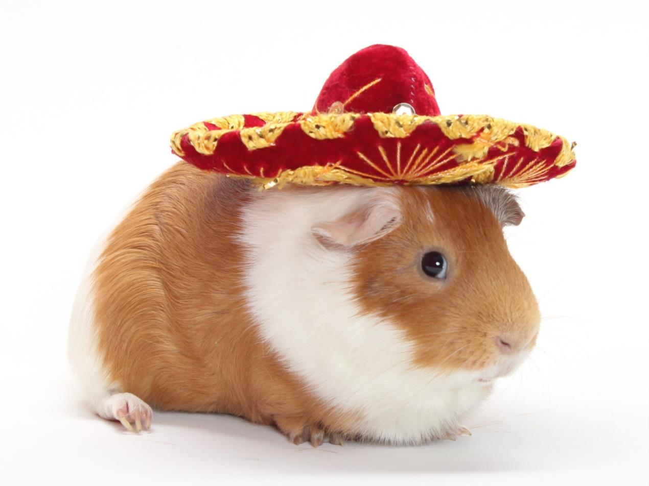 adoptable Guinea Pig in Burbank, CA named *ZAC
