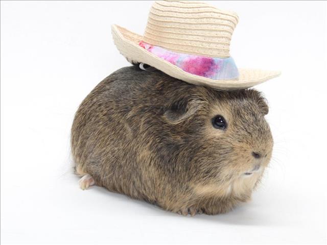 adoptable Guinea Pig in Burbank, CA named *SLATER