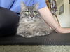 adoptable Cat in burbank, CA named SUMMER