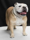 adoptable Dog in burbank, CA named YOGI BEAR