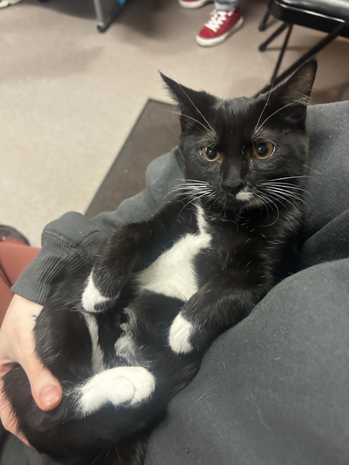 adoptable Cat in Burbank, CA named MOO