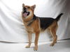 adoptable Dog in burbank, CA named *GARRUS