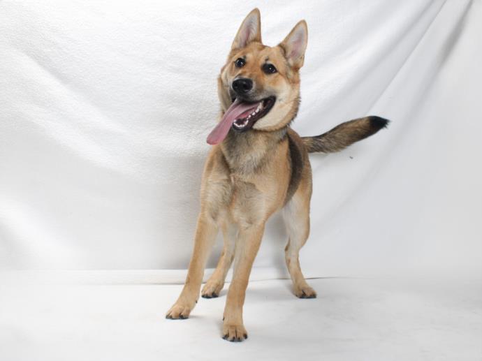 adoptable Dog in Burbank, CA named *TALI